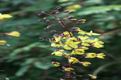 Caesalpinia mimosoides
